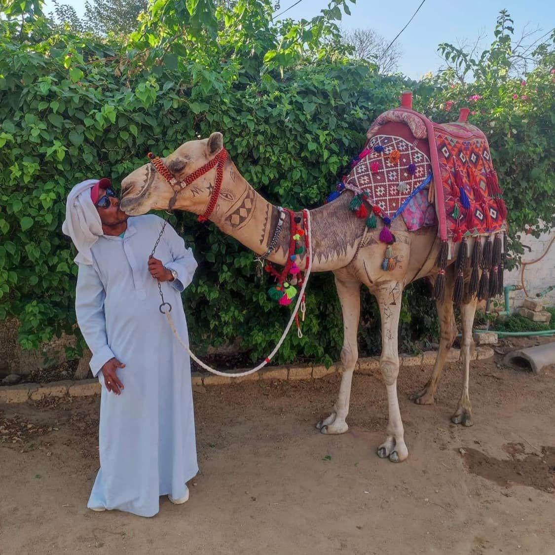 Camel  love