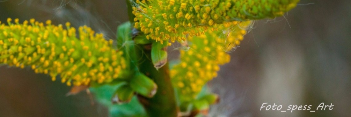 Katjes uit de wilg | Stefanieke