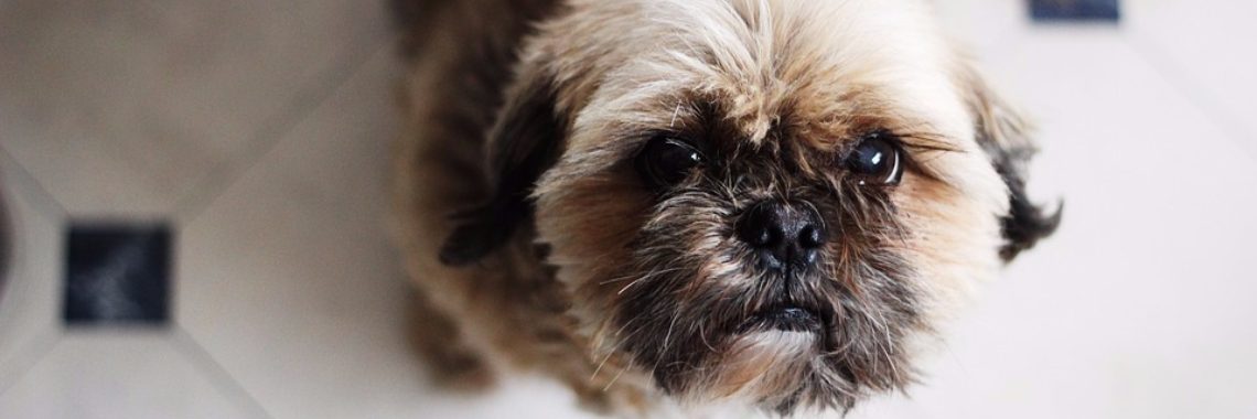 Waarom je hond niet wilt eten | Stefanieke