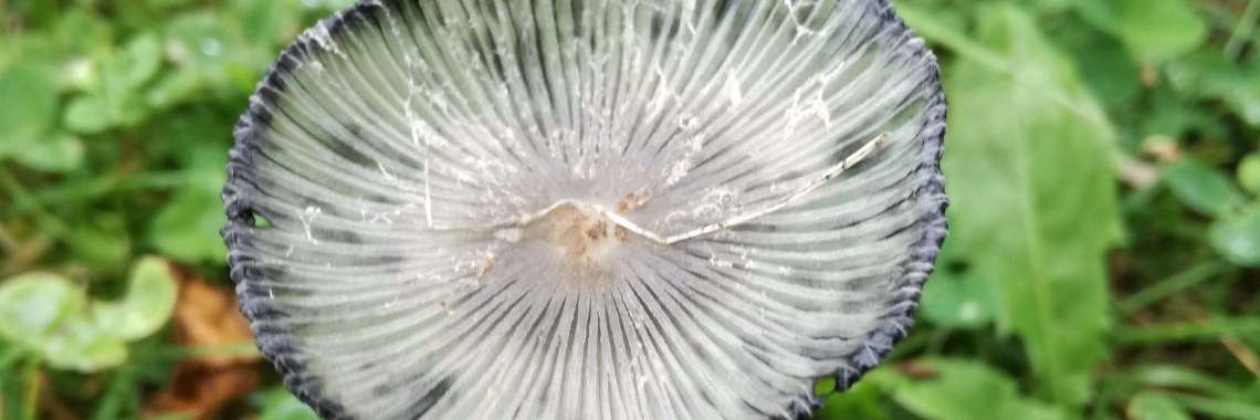 Zomer, herfst capriolen | Pascalle Lembrechts