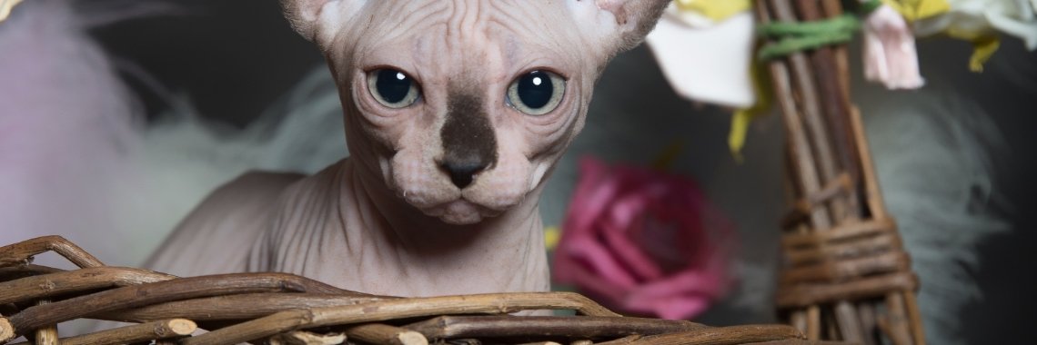 Het fotograferen van kittens... | Mellanca