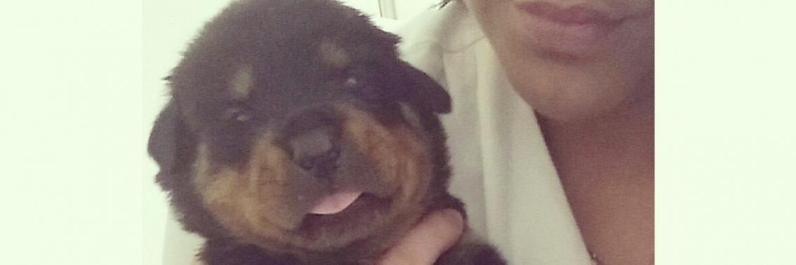 Rottweiler puppies | xnadie