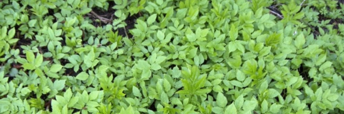 Gratis groente: zevenblad | Alzheimerblog