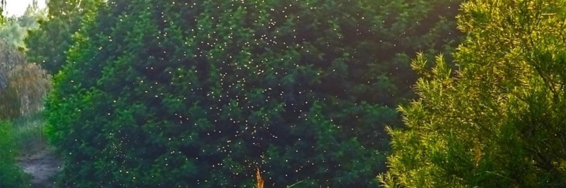 Totale eenheidservaring | Karin van Eis