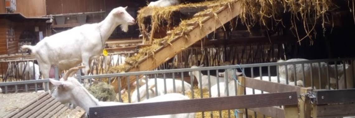 Het is lente! En dan hoort een bezoekje aan de geitenboerderij erbij | Carina Stappers