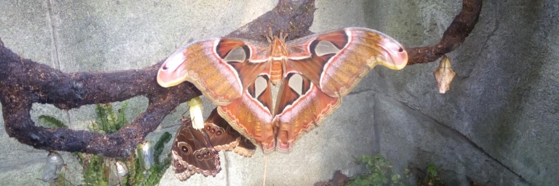 Vlinderhuisjes maken | Carina Stappers