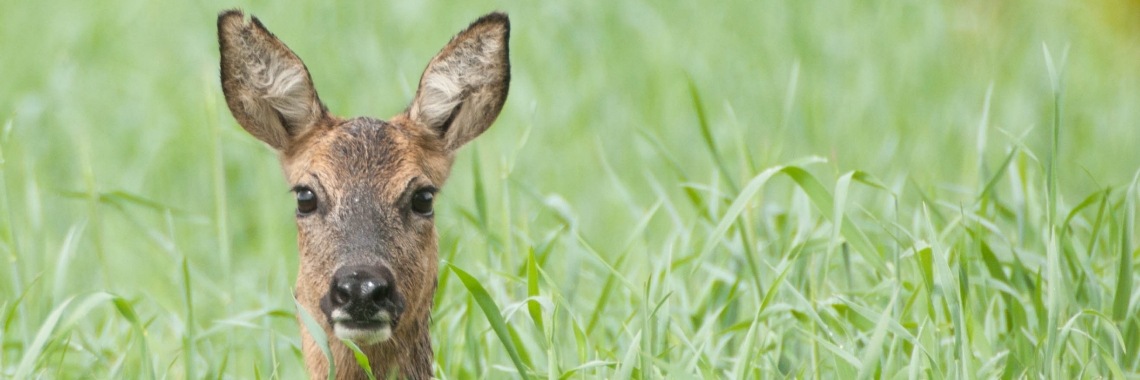 Natuurgebied Smeerling (Gr.) 12 mei 2017 | Elien DeVries