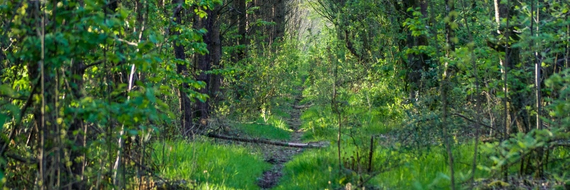 Pekelder Bos | Elien DeVries