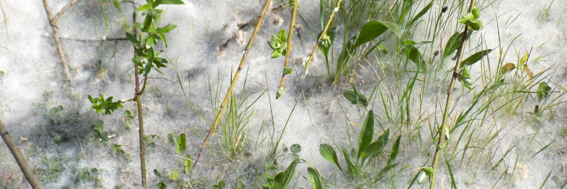 Sneeuw bij 20° celcius? | Rudy Siedlecki 🌳