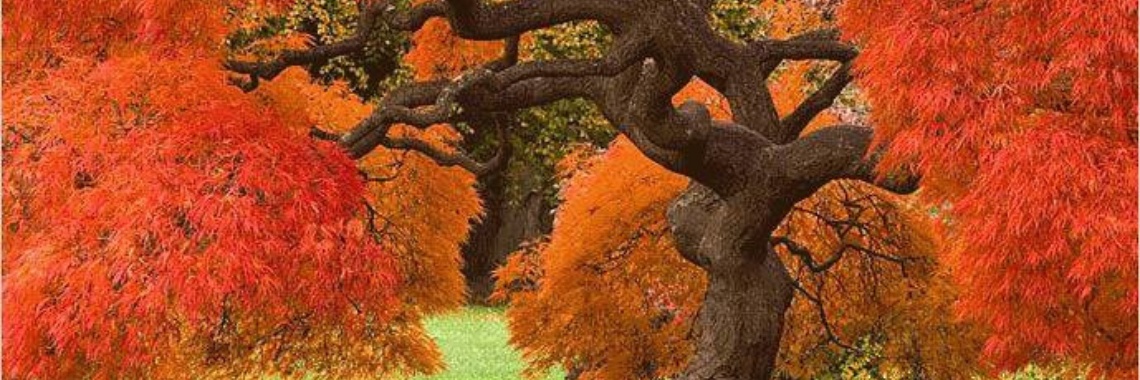 Bomen | Rudy Siedlecki 🌳