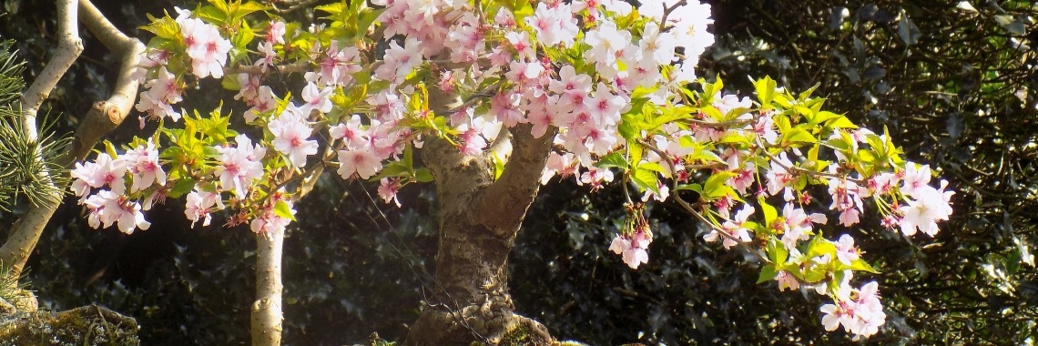 Bonsai: Een demonstratie. | Rudy Siedlecki 🌳