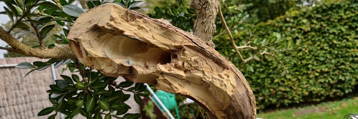 Bonsai atelier | Rudy Siedlecki 🌳