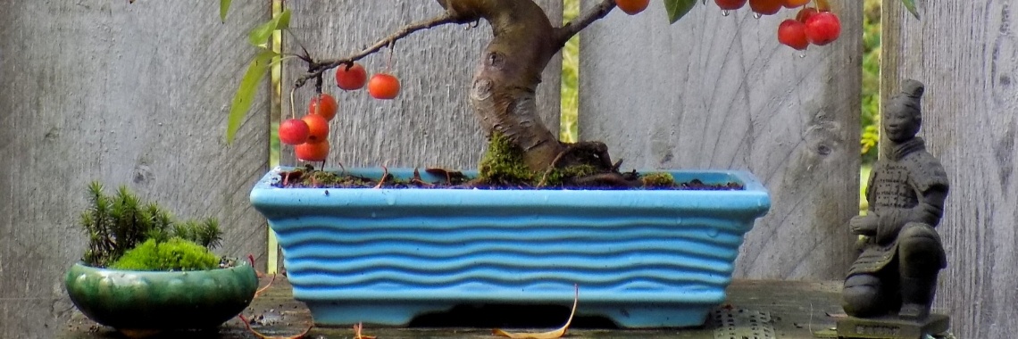 Bonsai Hobby | Rudy Siedlecki 🌳