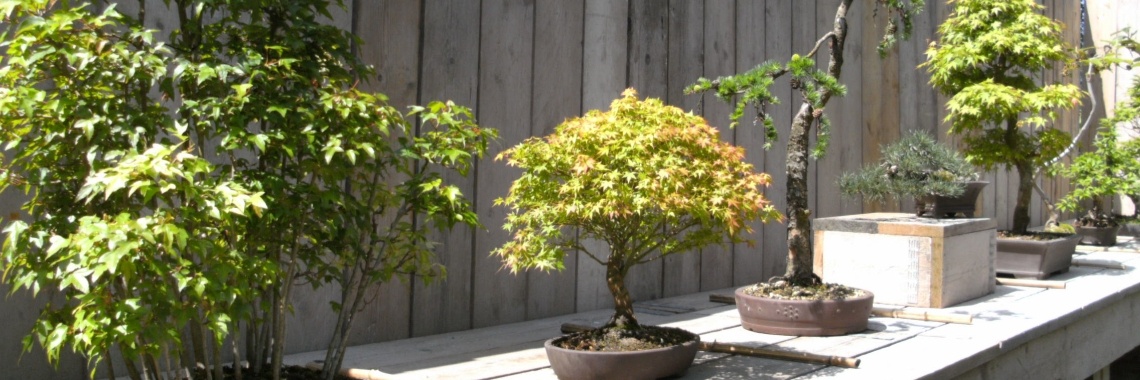 Bonsai in het Arboretum | Rudy Siedlecki 🌳