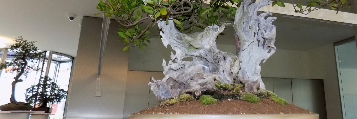 Bonsai langs de Leie... | Rudy Siedlecki 🌳