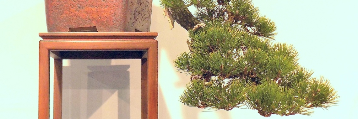 Bonsai te Genk | Rudy Siedlecki 🌳