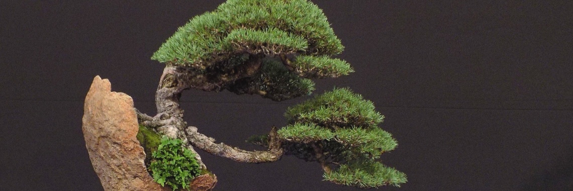 Bonsai Trophy 2019 | Rudy Siedlecki 🌳