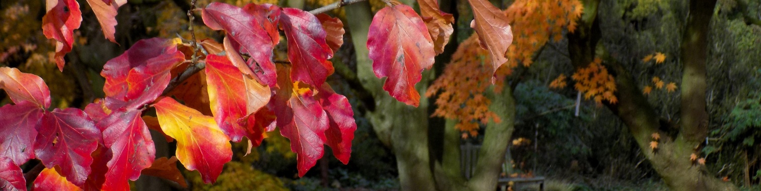 De winter laat nog even op zich wachten. | Rudy Siedlecki 🌳