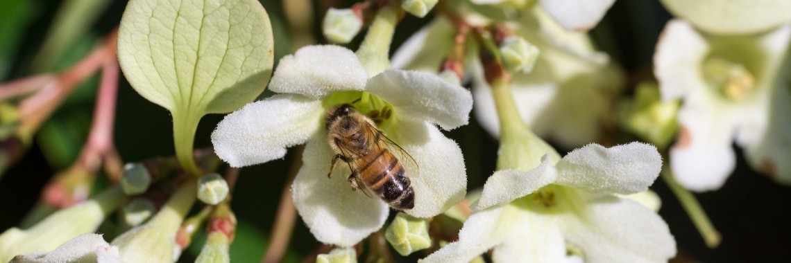 Europees record gebroken! | Rudy Siedlecki 🌳