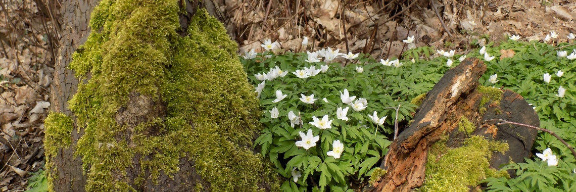 Fietstocht door de heide | Rudy Siedlecki 🌳