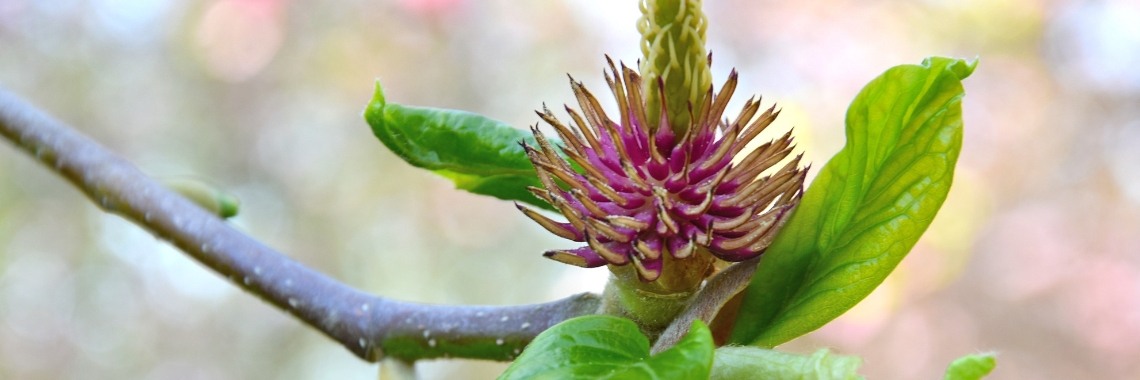 Foto van de dag. | Rudy Siedlecki 🌳