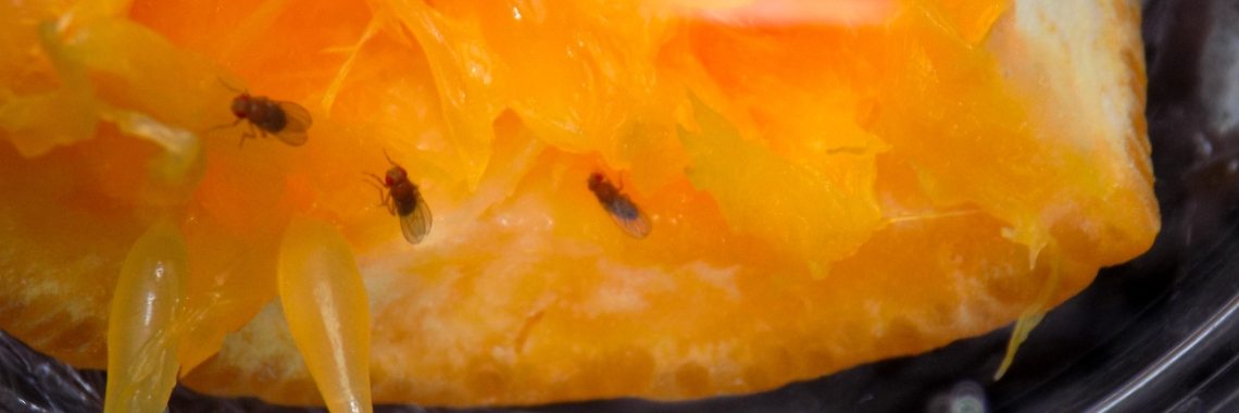 How do you get FRUIT FLY out of your house? | Rudy Siedlecki 🌳