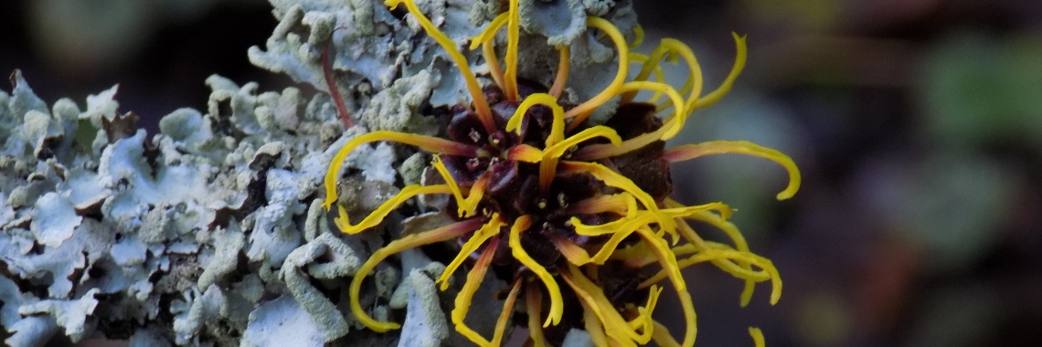 Hamamelis | Rudy Siedlecki 🌳