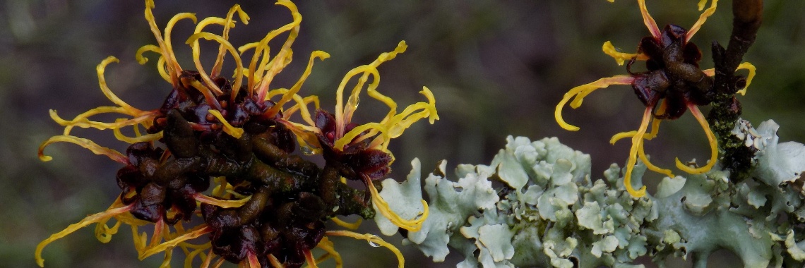 Hamamelis | Rudy Siedlecki 🌳