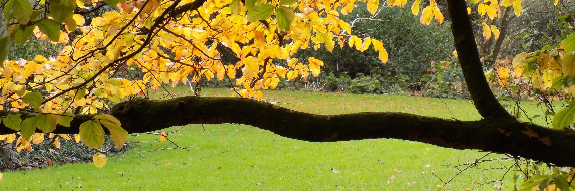 Herfst | Rudy Siedlecki 🌳