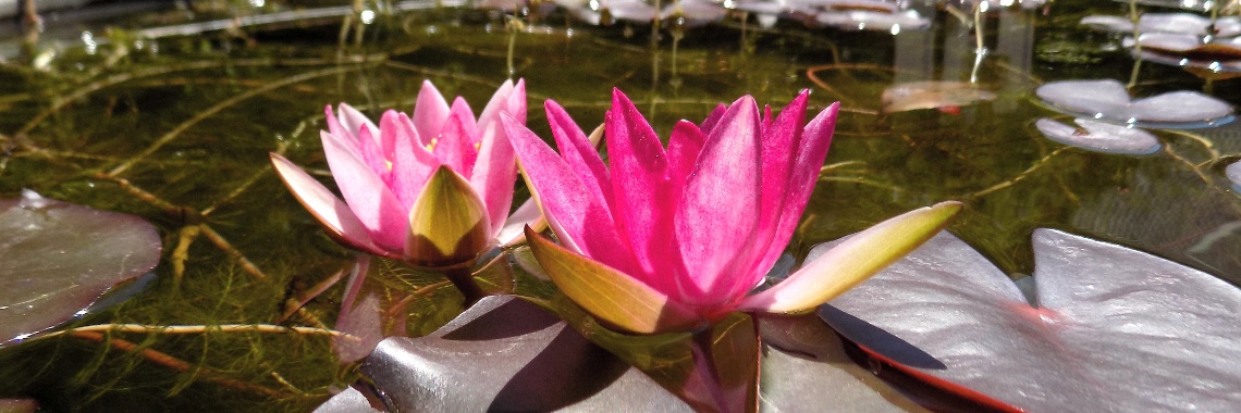 Het Arboretum | Rudy Siedlecki 🌳