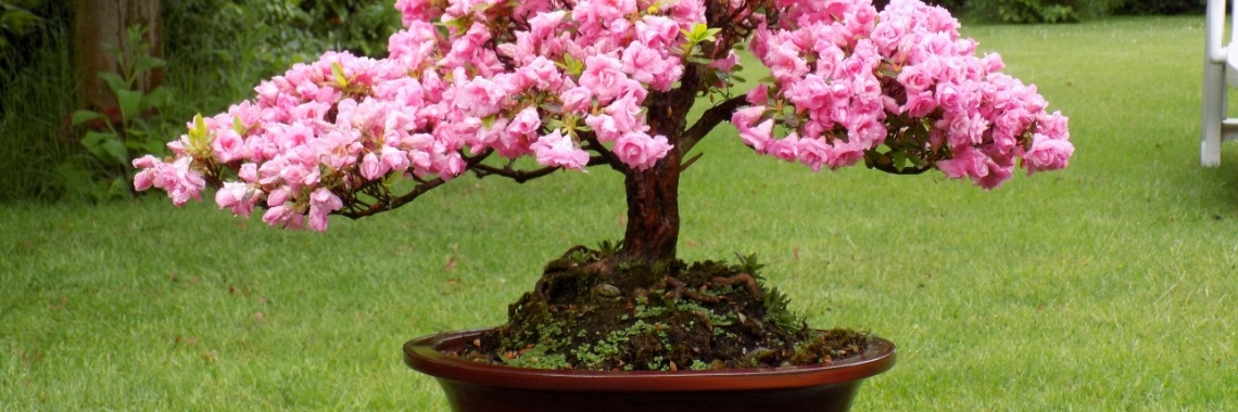 Het nut van Bonsai. | Rudy Siedlecki 🌳