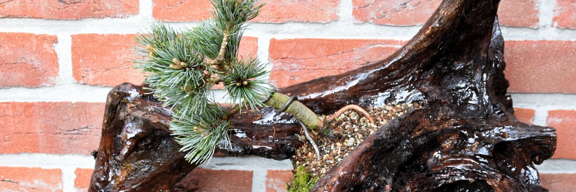 Is Bonsai een dure hobby? | Rudy Siedlecki 🌳