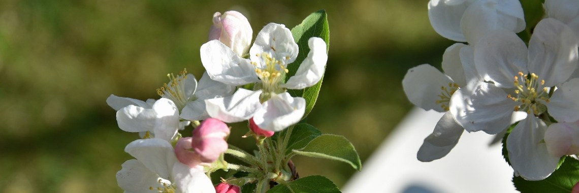 Lente | Rudy Siedlecki 🌳
