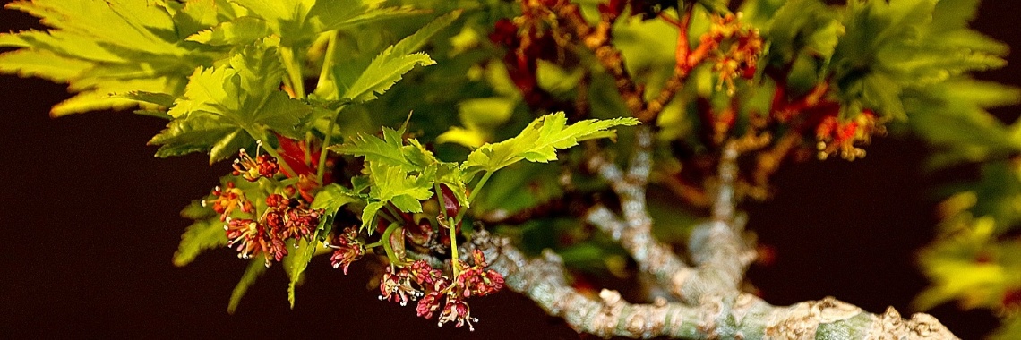 Meeldauw, weg zonder chemicaliën... | Rudy Siedlecki 🌳