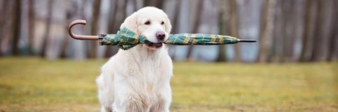 Onweer. | Rudy Siedlecki 🌳