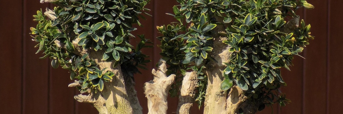 Vernietig de Buxusrups zonder gif. | Rudy Siedlecki 🌳