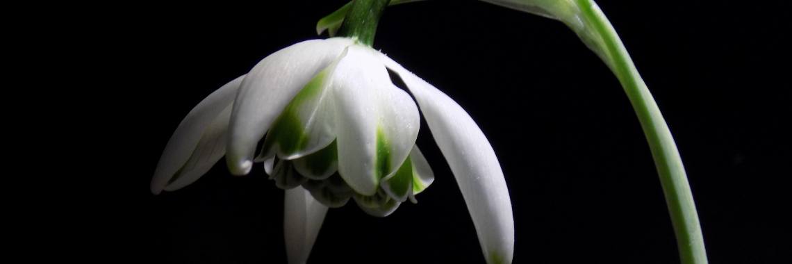 Snowdrops and video: Magic Snowdrops | Rudy Siedlecki 🌳
