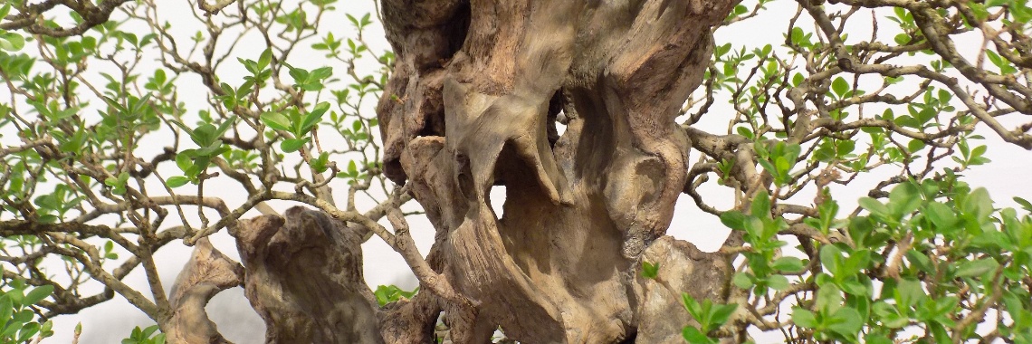 The Trophy 2020 | Rudy Siedlecki 🌳