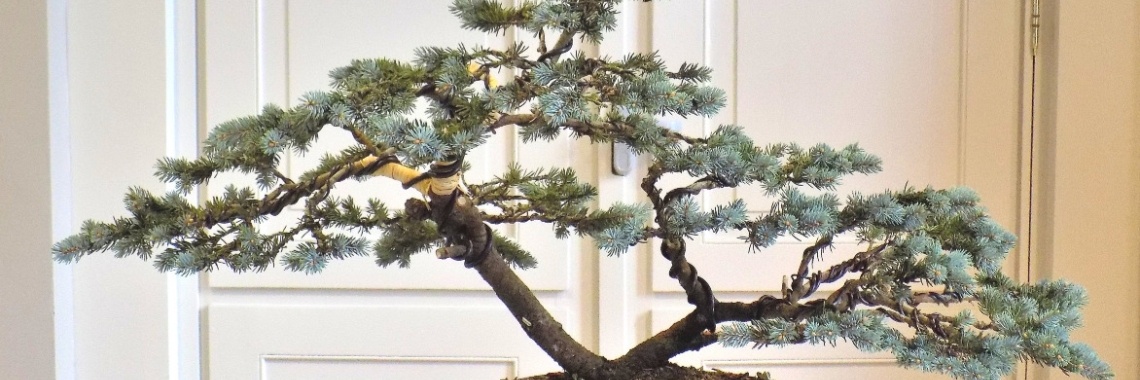 Van tuinplant tot Bonsai | Rudy Siedlecki 🌳