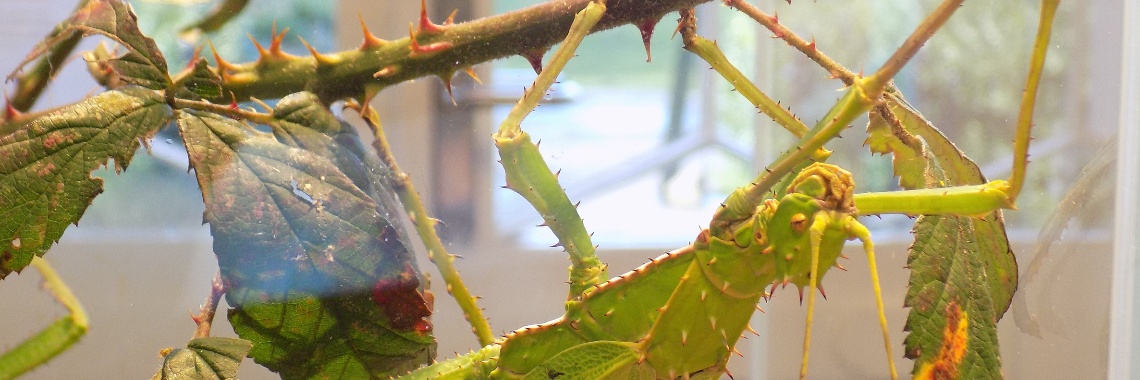 Wandelende takken & bladeren. | Rudy Siedlecki 🌳