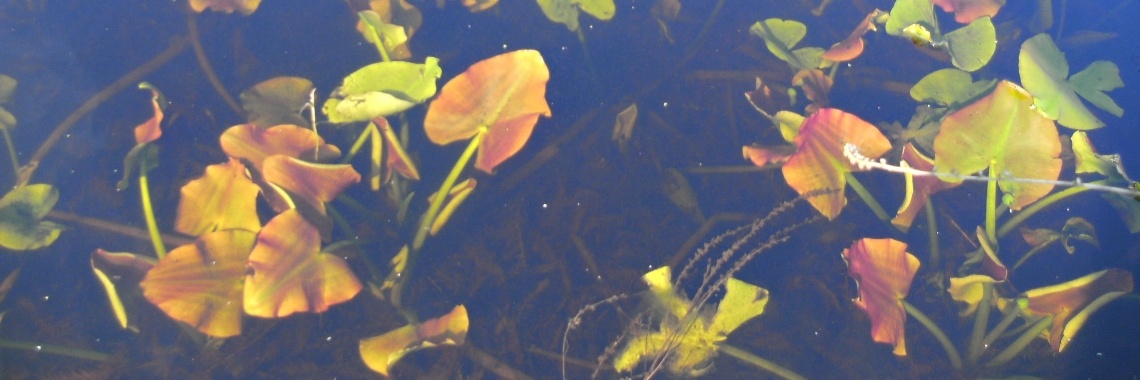 Water | Rudy Siedlecki 🌳