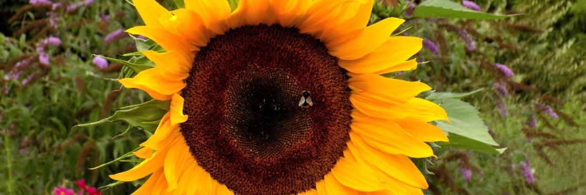 Water sproeien in de zon ? MAG ! (maar niet tijdens waterschaarste). | Rudy Siedlecki 🌳