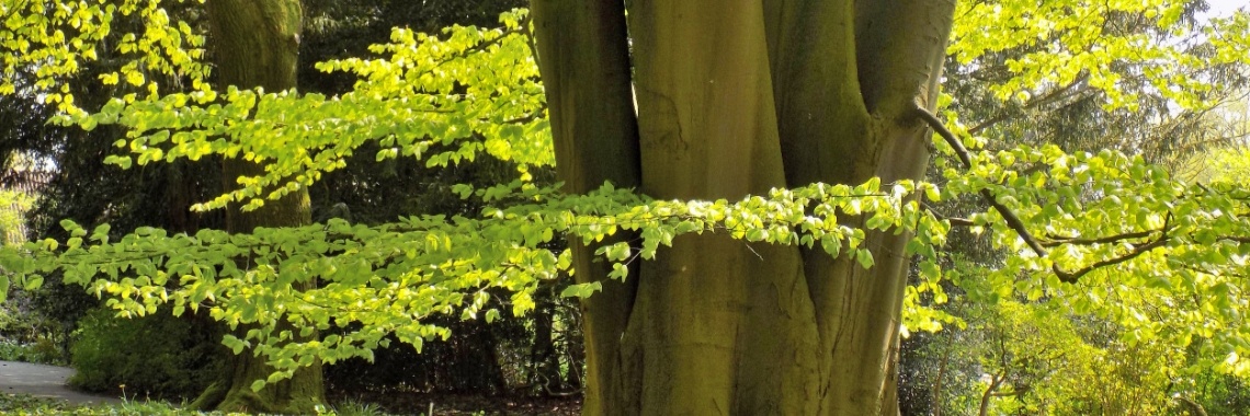 Wilden. | Rudy Siedlecki 🌳