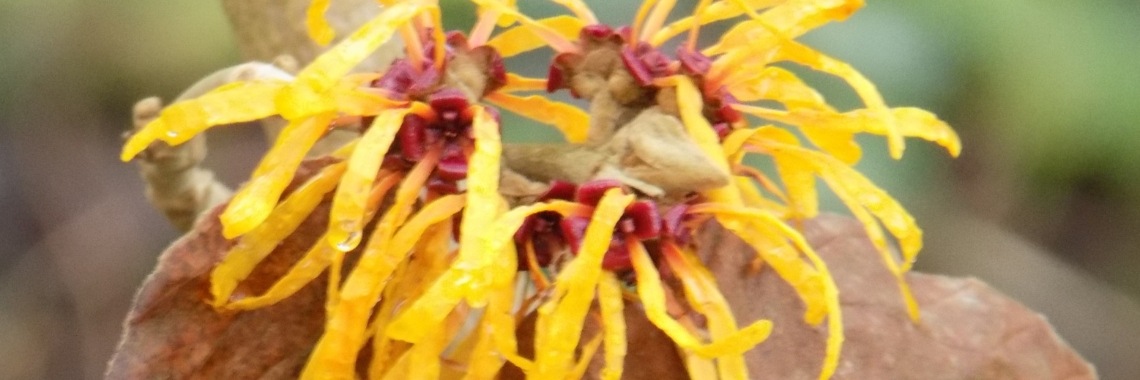 Hamamelisfeesten | Rudy Siedlecki 🌳