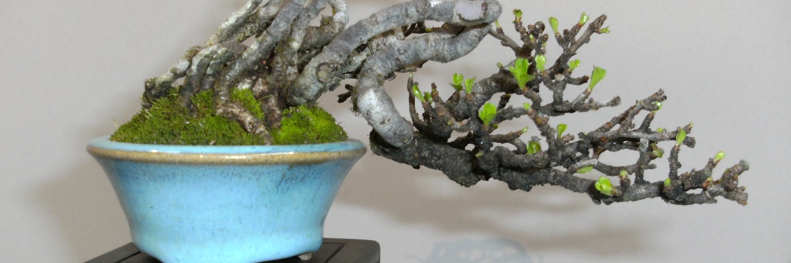 Workshop verpotten lente 2022 | Rudy Siedlecki 🌳