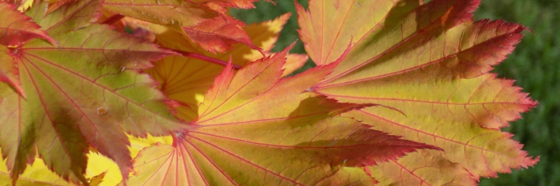 Yosa Buson | Rudy Siedlecki 🌳