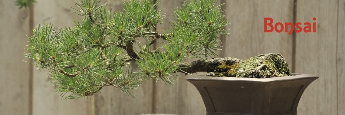 History of Bonsai | Rudy Siedlecki 🌳