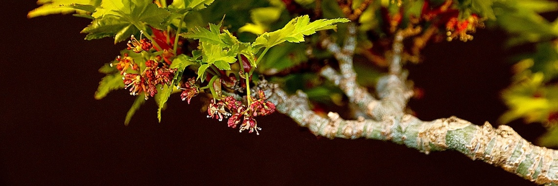 De Bonsaiclub | Rudy Siedlecki 🌳