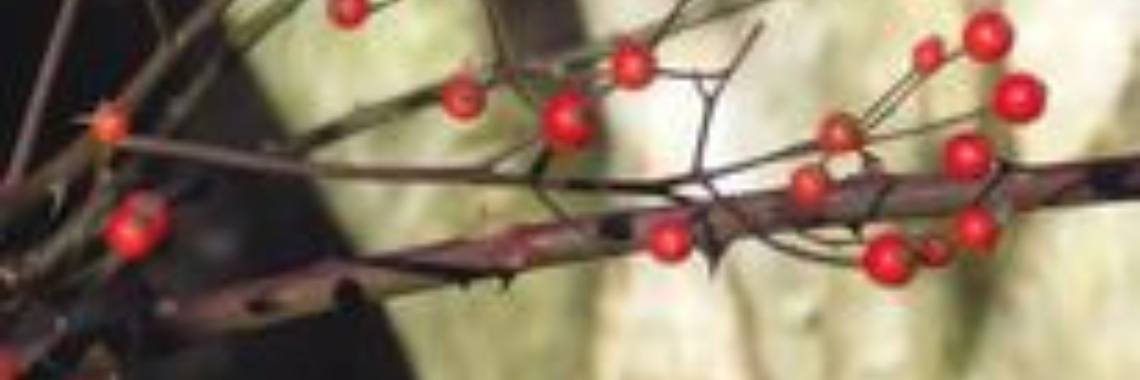 Christmas spirit | Rudy Siedlecki 🌳