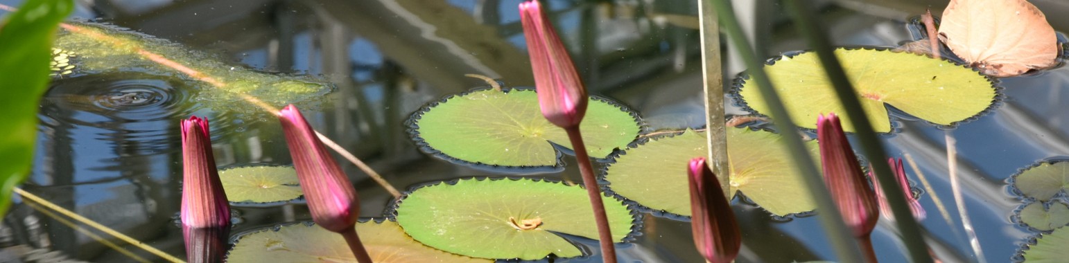 Plantentuin Meise Yoors